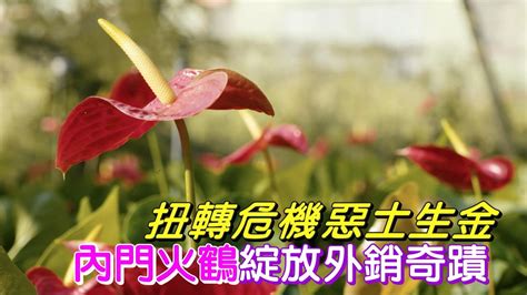 內門三寶|把火鶴花變成內門三寶之一的男人